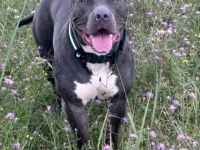 Mischling Hündin 1,5 jahre alt