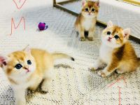 BKH Kitten Reinrassig dürfen bald umziehen