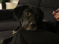 Mokka sucht ein neues Zuhause