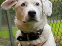 Wer hat ein Körbchen für Azzuro frei?