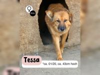 Sanfte TESSA sucht Dich