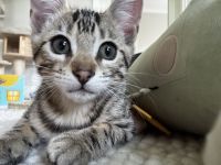 Bengal Mix 3 Kätzchen Kitten nähe südlich Berlin