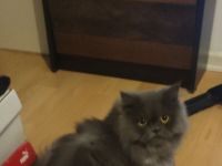 Süße liebe Perser Katze mit Nase