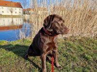 Labrador Retriever (braun) Deckrüde gesucht
