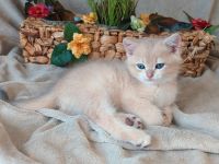 Bkh kitten Stammbaum blue & lilac golden