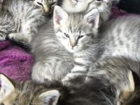 Bildschöne Waldkatzen/BKH Mischlingskatzen