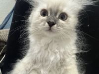 Abgabebereit Bkh Birma Kitten