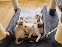 Siam Kitten Blue Point zu verkaufen