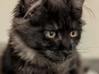 Reinrassige typvolle Maine Coon Kitten
