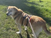 Treue Hundeseele Silvana