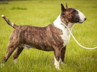Miniatur Bullterrier FCI Vanilla Bulls