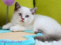 Britischkurzhaarbabys mit Stammbaum