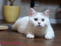 Britischkurzhaarkaterchen mit Stammbaum