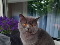 BKH Kater BLUE (junge Deckkater),  geimpft, hat BLUTGRUPPE A. Nicht verkauft