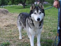 Lebensfreude, Kraft, Intelligenz – unser Basko