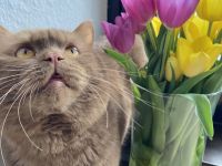 Cappuccino of Charming Brits (Cinnamon)