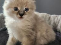 sibirische Neva Masquarade Kitten