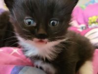 sibirische Katzen, Neva Masquarade Kitten