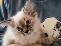 Reinrassige sibirische Katzen, Neva Masquarade Kitten