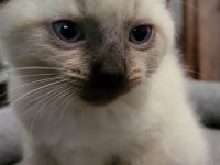 sibirische Katzen, Neva Masquarade Kitten