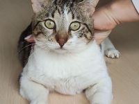 Schmusekater sucht Kuschelplatz: Piaget, freundlich und clever