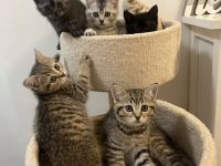 Wunderschöne Britisch Kurzhaar Kitten abzugeben