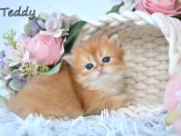 BKH / BLH Britisch Langhaar Golden Shaded Kitten, Junge TEDDY Zucht
