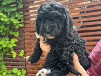 Reinrassige Spanische Wasserhund-Welpen (Perro de Agua Español)