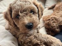 Maltipoo Rüde aprikot