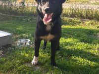 Gabby- Kuschelprinzessin auf der Suche nach einem Für-immer-Zuhause🩷🫂