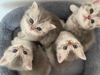 4 Reinrassige Britisch-Kurzhaar Kätzchen