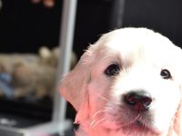 Wunderschöne sehr helle Golden Retriever Welpen aus Championverpaarung