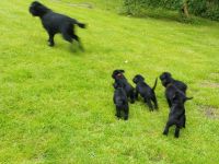 Riesenschnauzer Welpen