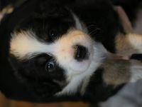Bordercollie Aussi mix
