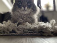 Main Coon, Mix Kater