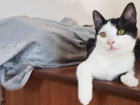 Glück im Unglück: Minouchette