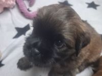 Shitzu Mops Mix Welpen