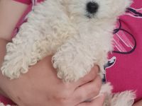 Bichon frisse Reinrassige