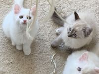 Wunderschön weißes, familienfreundliches Kitten: Türkisch Angora - Ragdoll Neva Masquarade Mix