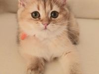 Bkh Black Golden shaded Kätzchen