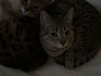 Bengal mix Katzen zu verkaufen !!November 2023 geboren!!