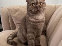 Liebevolles Zuhause für unsere verschmuste Katze gesucht. BKH