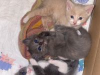 Europäische kurzhaar kitten