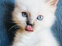Heilige Birma Kitten, blaue Augen, Langhaar weiß