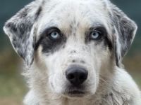 Snow, geb. ca. 06/2023, lebt auf einer Pflegestelle in 47652 Weeze