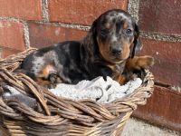 Süße Tigerteckel zwerg welpen