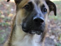 Australien Sheppard Mix 3 Jahre Rüde in erfahrene Hände abzugeben