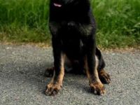 Deutscher Schäferhund Rüde