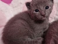Russisch-blau Kitten