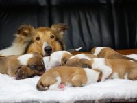 Traumhafte, vielversprechende Colliewelpen